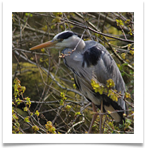 11 - Grey Heron - Chris Beesley